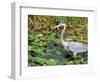 Great Blue Heron, Everglades National Park, FL-Mark Gibson-Framed Photographic Print