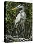 Great Blue Heron, Everglades National Park, Unesco World Heritage Site, Florida, USA-Ethel Davies-Stretched Canvas