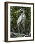 Great Blue Heron, Everglades National Park, Unesco World Heritage Site, Florida, USA-Ethel Davies-Framed Photographic Print