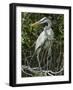 Great Blue Heron, Everglades National Park, Unesco World Heritage Site, Florida, USA-Ethel Davies-Framed Photographic Print