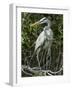 Great Blue Heron, Everglades National Park, Unesco World Heritage Site, Florida, USA-Ethel Davies-Framed Photographic Print