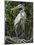 Great Blue Heron, Everglades National Park, Unesco World Heritage Site, Florida, USA-Ethel Davies-Mounted Photographic Print