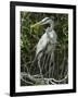 Great Blue Heron, Everglades National Park, Unesco World Heritage Site, Florida, USA-Ethel Davies-Framed Photographic Print