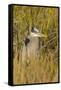 Great Blue Heron Finding Shelter, Viera Wetlands, Florida-Maresa Pryor-Framed Stretched Canvas