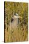 Great Blue Heron Finding Shelter, Viera Wetlands, Florida-Maresa Pryor-Stretched Canvas