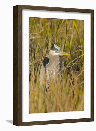 Great Blue Heron Finding Shelter, Viera Wetlands, Florida-Maresa Pryor-Framed Photographic Print