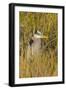 Great Blue Heron Finding Shelter, Viera Wetlands, Florida-Maresa Pryor-Framed Photographic Print