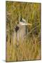 Great Blue Heron Finding Shelter, Viera Wetlands, Florida-Maresa Pryor-Mounted Photographic Print