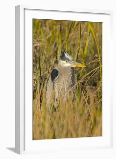 Great Blue Heron Finding Shelter, Viera Wetlands, Florida-Maresa Pryor-Framed Photographic Print