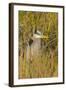 Great Blue Heron Finding Shelter, Viera Wetlands, Florida-Maresa Pryor-Framed Photographic Print