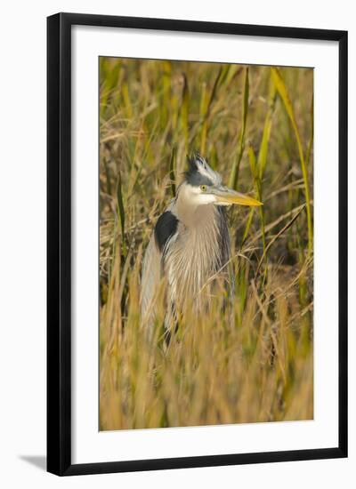 Great Blue Heron Finding Shelter, Viera Wetlands, Florida-Maresa Pryor-Framed Photographic Print