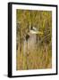 Great Blue Heron Finding Shelter, Viera Wetlands, Florida-Maresa Pryor-Framed Photographic Print