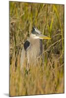 Great Blue Heron Finding Shelter, Viera Wetlands, Florida-Maresa Pryor-Mounted Photographic Print