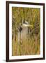 Great Blue Heron Finding Shelter, Viera Wetlands, Florida-Maresa Pryor-Framed Photographic Print