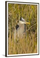Great Blue Heron Finding Shelter, Viera Wetlands, Florida-Maresa Pryor-Framed Premium Photographic Print