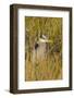 Great Blue Heron Finding Shelter, Viera Wetlands, Florida-Maresa Pryor-Framed Photographic Print