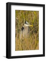 Great Blue Heron Finding Shelter, Viera Wetlands, Florida-Maresa Pryor-Framed Photographic Print