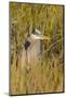 Great Blue Heron Finding Shelter, Viera Wetlands, Florida-Maresa Pryor-Mounted Photographic Print