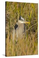 Great Blue Heron Finding Shelter, Viera Wetlands, Florida-Maresa Pryor-Stretched Canvas