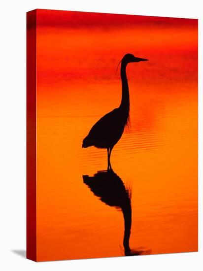 Great Blue Heron Fishing at Sunset, Sanibel Island, Ding Darling National Wildlife Refuge, Florida-Charles Sleicher-Stretched Canvas