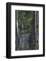 Great Blue Heron Fishing Near Cypress Trees, Horseshoe Lake State Park, Illinois-Richard and Susan Day-Framed Photographic Print