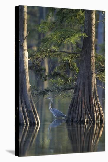 Great Blue Heron Fishing Near Cypress Trees, Horseshoe Lake State Park, Illinois-Richard and Susan Day-Stretched Canvas