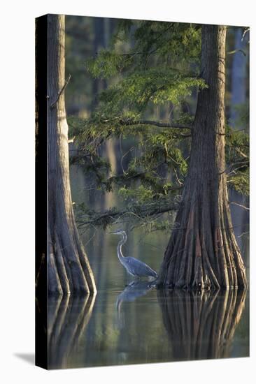 Great Blue Heron Fishing Near Cypress Trees, Horseshoe Lake State Park, Illinois-Richard and Susan Day-Stretched Canvas