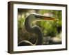 Great Blue Heron, Florida, USA-Ellen Clark-Framed Photographic Print