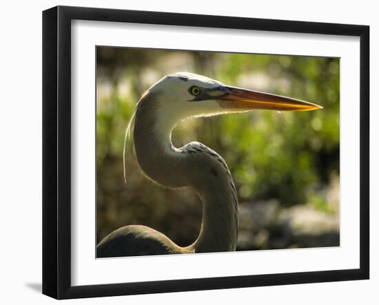 Great Blue Heron, Florida, USA-Ellen Clark-Framed Photographic Print
