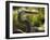 Great Blue Heron, Florida, USA-Ellen Clark-Framed Photographic Print