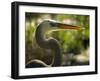 Great Blue Heron, Florida, USA-Ellen Clark-Framed Photographic Print