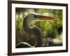 Great Blue Heron, Florida, USA-Ellen Clark-Framed Photographic Print