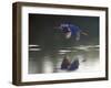 Great Blue Heron Flying Across Water-Nancy Rotenberg-Framed Photographic Print