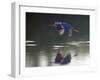 Great Blue Heron Flying Across Water-Nancy Rotenberg-Framed Photographic Print