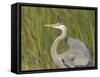 Great blue heron in breeding plumage, Blue Heron Wetlands, Florida, USA-Maresa Pryor-Framed Stretched Canvas