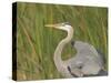 Great blue heron in breeding plumage, Blue Heron Wetlands, Florida, USA-Maresa Pryor-Stretched Canvas