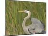 Great blue heron in breeding plumage, Blue Heron Wetlands, Florida, USA-Maresa Pryor-Mounted Photographic Print