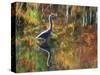 Great Blue Heron in Fall Reflection, Adirondacks, New York, USA-Nancy Rotenberg-Stretched Canvas