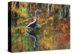 Great Blue Heron in Fall Reflection, Adirondacks, New York, USA-Nancy Rotenberg-Stretched Canvas