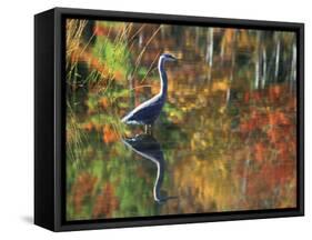 Great Blue Heron in Fall Reflection, Adirondacks, New York, USA-Nancy Rotenberg-Framed Stretched Canvas