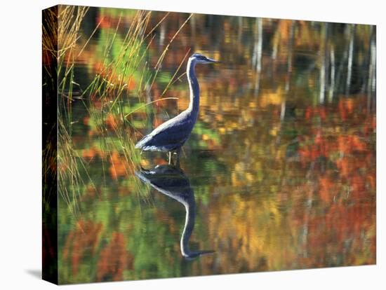 Great Blue Heron in Fall Reflection, Adirondacks, New York, USA-Nancy Rotenberg-Stretched Canvas