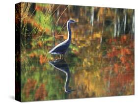 Great Blue Heron in Fall Reflection, Adirondacks, New York, USA-Nancy Rotenberg-Stretched Canvas