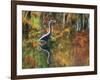 Great Blue Heron in Fall Reflection, Adirondacks, New York, USA-Nancy Rotenberg-Framed Photographic Print