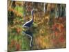 Great Blue Heron in Fall Reflection, Adirondacks, New York, USA-Nancy Rotenberg-Mounted Photographic Print