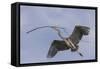 Great Blue Heron in Flight, Returning to the Nest-Michael Qualls-Framed Stretched Canvas