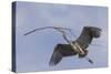 Great Blue Heron in Flight, Returning to the Nest-Michael Qualls-Stretched Canvas