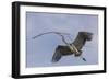 Great Blue Heron in Flight, Returning to the Nest-Michael Qualls-Framed Photographic Print