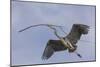Great Blue Heron in Flight, Returning to the Nest-Michael Qualls-Mounted Photographic Print