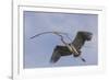 Great Blue Heron in Flight, Returning to the Nest-Michael Qualls-Framed Photographic Print