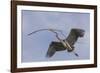 Great Blue Heron in Flight, Returning to the Nest-Michael Qualls-Framed Photographic Print